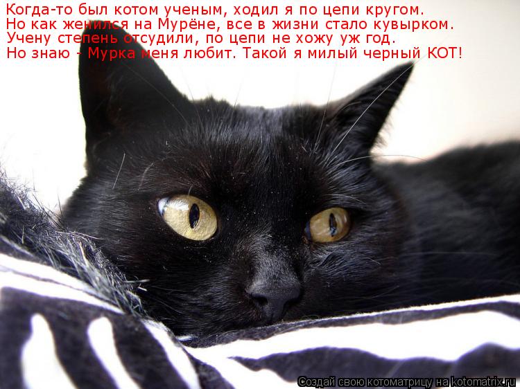 Когда-то был котом ученым, ходил я по цепи кругом. Когда-то был котом ученым, ходил я по цепи кругом.... Котоматрица: Когда-то был котом ученым, ходил я по цепи кругом. Когда-то был котом ученым, ходил я по цепи кругом. Но как женился на Мурёне, все в жизни стал