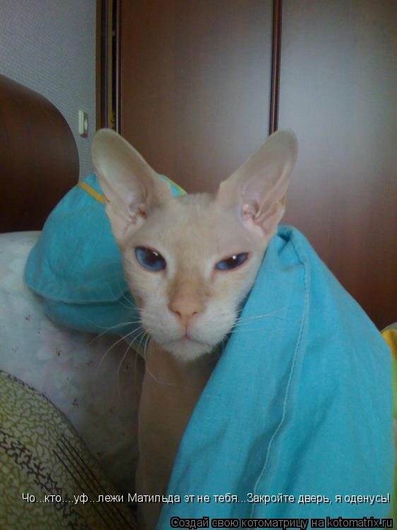 Чо...кто....уф...лежи Матильда эт не тебя...Закройте дверь, я оденусь!... Котоматрица: Чо...кто....уф...лежи Матильда эт не тебя...Закройте дверь, я оденусь!