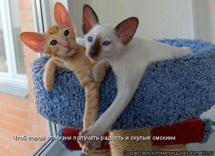 Чтоб порой от жизни получать радость и скупые смскиии... Котоматрица: Чтоб порой от жизни получать радость и скупые смскиии