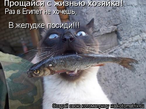Прощайся с жизнью хозяйка! Раз в Египет не хочешь, В желудке посиди!!!... Котоматрица: Прощайся с жизнью хозяйка! Раз в Египет не хочешь, В желудке посиди!!!