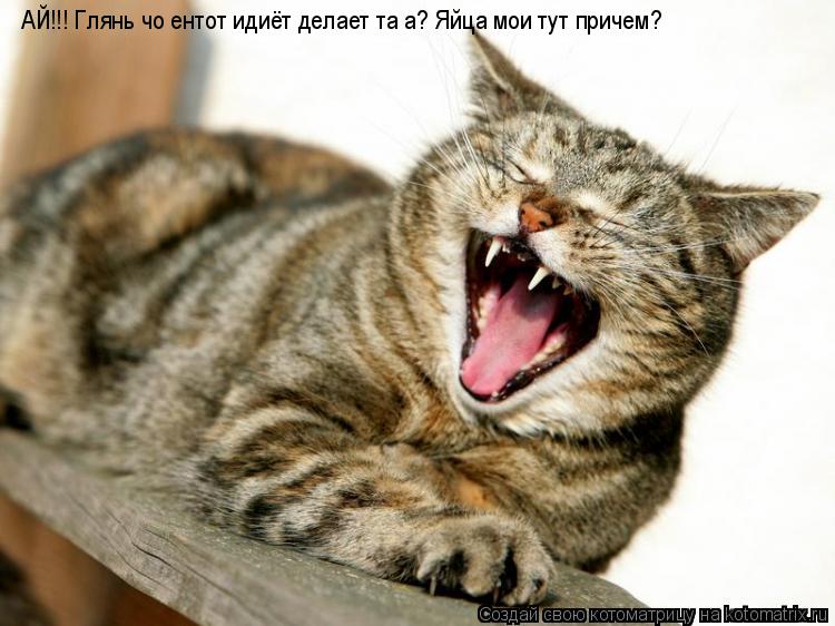 АЙ!!! Глянь чо ентот идиёт делает та а? Яйца мои тут причем?... Котоматрица: АЙ!!! Глянь чо ентот идиёт делает та а? Яйца мои тут причем?