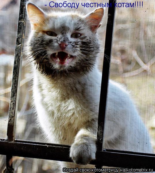 - Свободу честным котам!!!!... Котоматрица: - Свободу честным котам!!!!