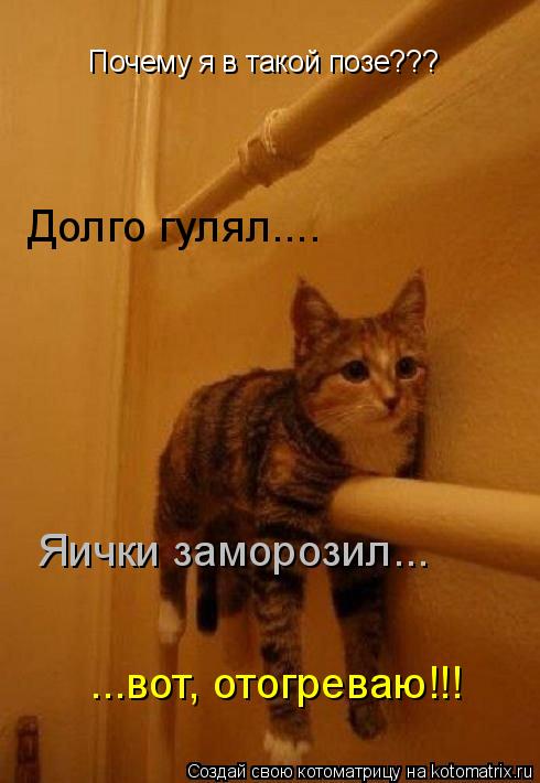 Почему я в такой позе??? Долго гулял.... Яички заморозил... ...вот, отогреваю!!!... Котоматрица: Почему я в такой позе??? Долго гулял.... Яички заморозил... ...вот, отогреваю!!!