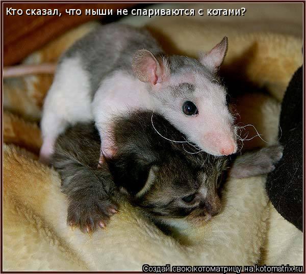 Кто сказал, что мыши не спариваются с котами?... Котоматрица: Кто сказал, что мыши не спариваются с котами?