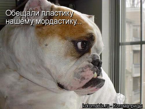 Обещали пластику нашему мордастику...... Котоматрица: Обещали пластику нашему мордастику...