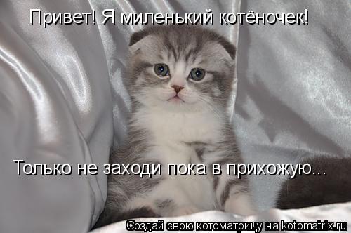 Привет! Я миленький котёночек! Только не заходи пока в прихожую...... Котоматрица: Привет! Я миленький котёночек! Только не заходи пока в прихожую...