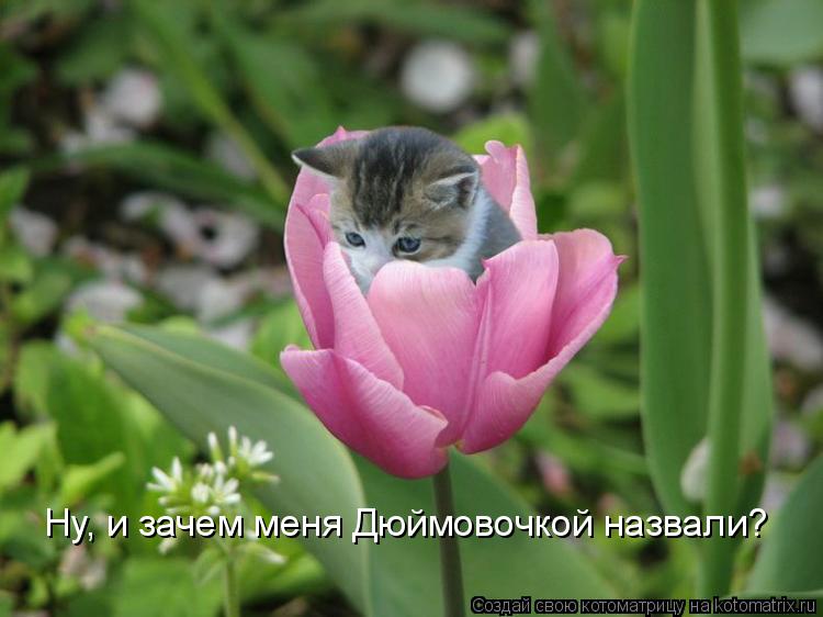 Ну, и зачем меня Дюймовочкой назвали?... Котоматрица: Ну, и зачем меня Дюймовочкой назвали?