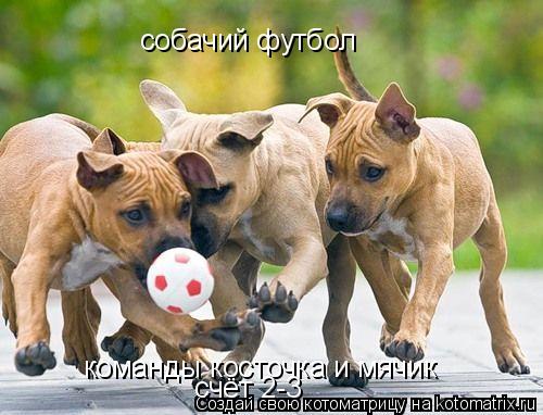 собачий футбол команды косточка и мячик счёт 2-3... Котоматрица: собачий футбол команды косточка и мячик счёт 2-3