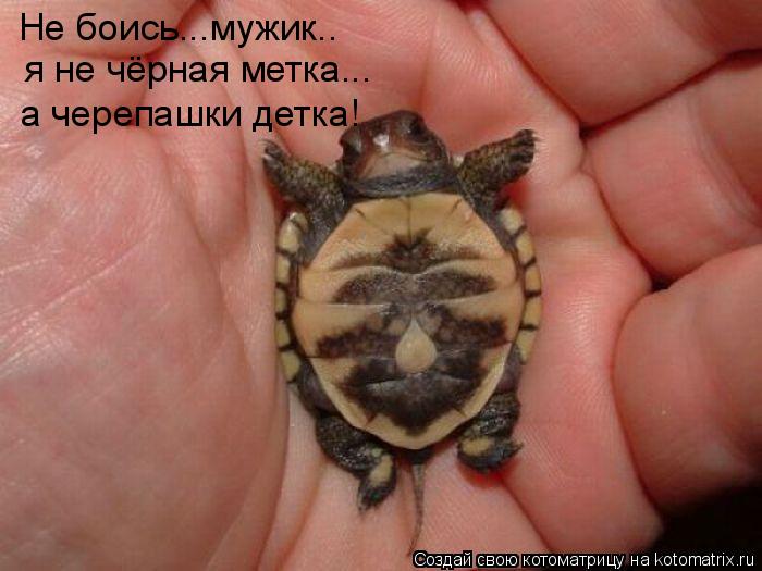 Не боись...мужик.. я не чёрная метка... а черепашки детка!... Котоматрица: Не боись...мужик.. я не чёрная метка... а черепашки детка!