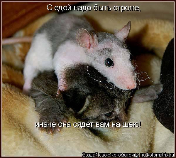 С едой надо быть строже, иначе она сядет вам на шею!... Котоматрица: С едой надо быть строже, иначе она сядет вам на шею!