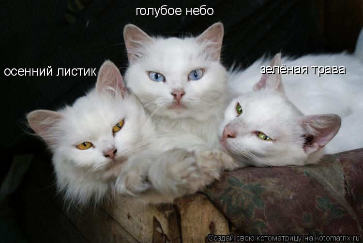 голубое небо осенний листик зелёная трава... Котоматрица: голубое небо осенний листик зелёная трава