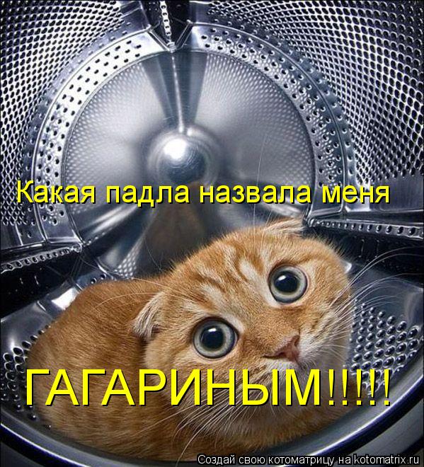 Какая падла назвала меня ГАГАРИНЫМ!!!!!... Котоматрица: Какая падла назвала меня ГАГАРИНЫМ!!!!!