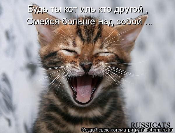 Будь ты кот иль кто другой , Смейся больше над собой ...... Котоматрица: Будь ты кот иль кто другой , Смейся больше над собой ...