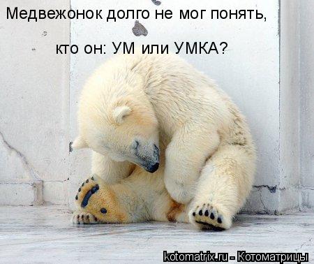 Медвежонок долго не мог понять, кто он: УМ или УМКА?... Котоматрица: Медвежонок долго не мог понять, кто он: УМ или УМКА?
