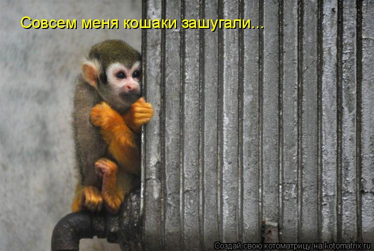 Совсем меня кошаки зашугали...... Котоматрица: Совсем меня кошаки зашугали...