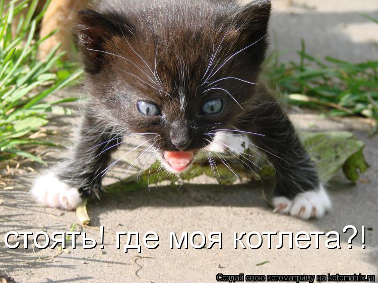 стоять! где моя котлета?!... Котоматрица: стоять! где моя котлета?!