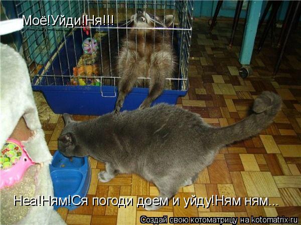 Моё!Уйди!Ня!!! Неа!Ням!Ся погоди доем и уйду!Ням ням...... Котоматрица: Моё!Уйди!Ня!!! Неа!Ням!Ся погоди доем и уйду!Ням ням...