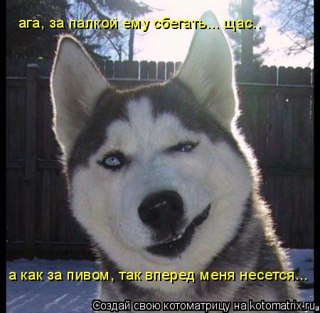 ага, за палкой ему сбегать... щас.. а как за пивом, так вперед меня несется...... Котоматрица: ага, за палкой ему сбегать... щас.. а как за пивом, так вперед меня несется...