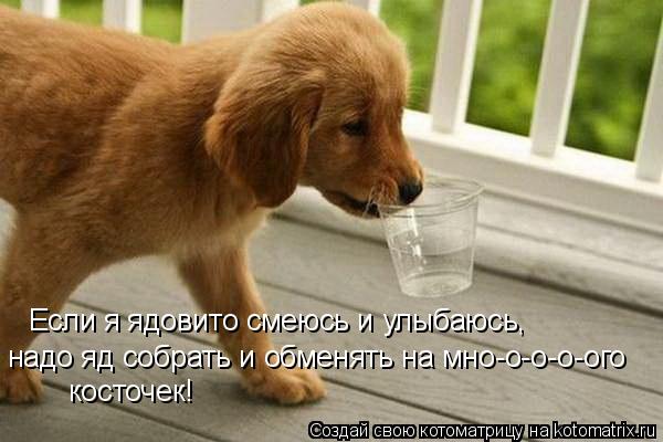 Если я ядовито смеюсь и улыбаюсь, надо яд собрать и обменять на мно-о-о-о-ого косточек!... Котоматрица: Если я ядовито смеюсь и улыбаюсь, надо яд собрать и обменять на мно-о-о-о-ого косточек!
