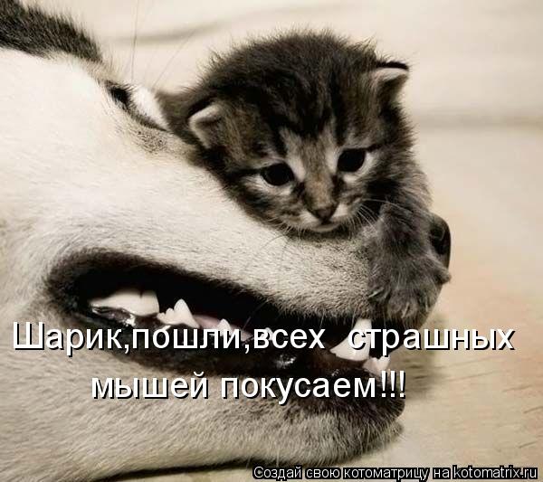 Шарик,пошли,всех страшных мышей покусаем!!!... Котоматрица: Шарик,пошли,всех страшных мышей покусаем!!!