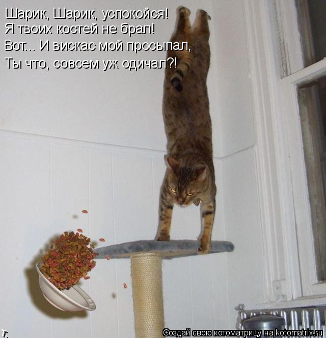 Шарик, Шарик, успокойся! Вот... И вискас мой просыпал, Я твоих костей не брал! Ты что, совсем уж оди... Котоматрица: Шарик, Шарик, успокойся! Вот... И вискас мой просыпал, Я твоих костей не брал! Ты что, совсем уж одичал?!