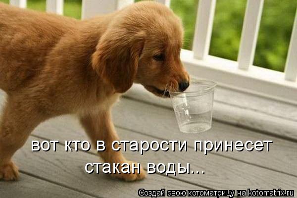 вот кто в старости принесет стакан воды...... Котоматрица: вот кто в старости принесет стакан воды...