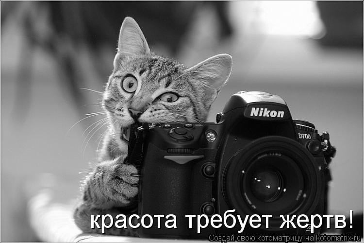 красота требует жертв!... Котоматрица: красота требует жертв!