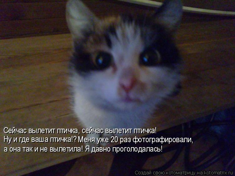 Сейчас вылетит птичка, сейчас вылетит птичка! Ну и где ваша птичка!? Меня уже 20 раз фотографировали,... Котоматрица: Сейчас вылетит птичка, сейчас вылетит птичка! Ну и где ваша птичка!? Меня уже 20 раз фотографировали, а она так и не вылетила! Я давно проголод