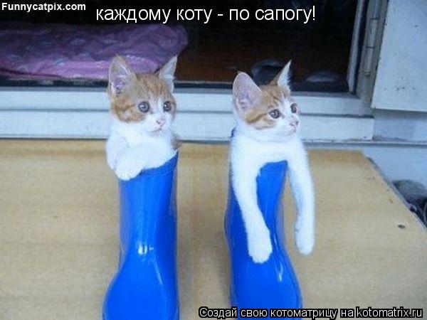 каждому коту - по сапогу!... Котоматрица: каждому коту - по сапогу!