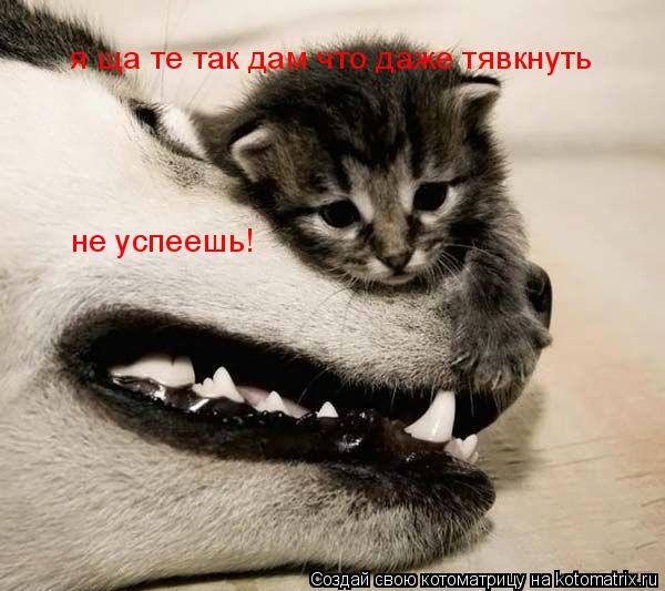 я ща те так дам что даже тявкнуть не успеешь!... Котоматрица: я ща те так дам что даже тявкнуть не успеешь!