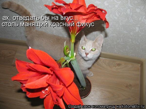 ах, отведать бы на вкус... столь манящий красный фикус... Котоматрица: ах, отведать бы на вкус... столь манящий красный фикус