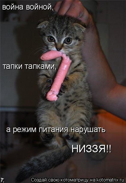 война войной, тапки тапками, а режим питания нарушать НИЗЗЯ!!... Котоматрица: война войной, тапки тапками, а режим питания нарушать НИЗЗЯ!!