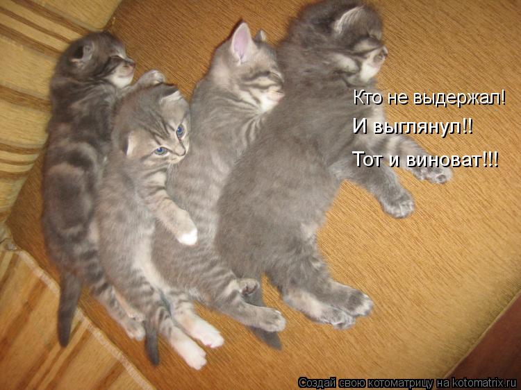 Кто не выдержал! И выглянул!! Тот и виноват!!!... Котоматрица: Кто не выдержал! И выглянул!! Тот и виноват!!!