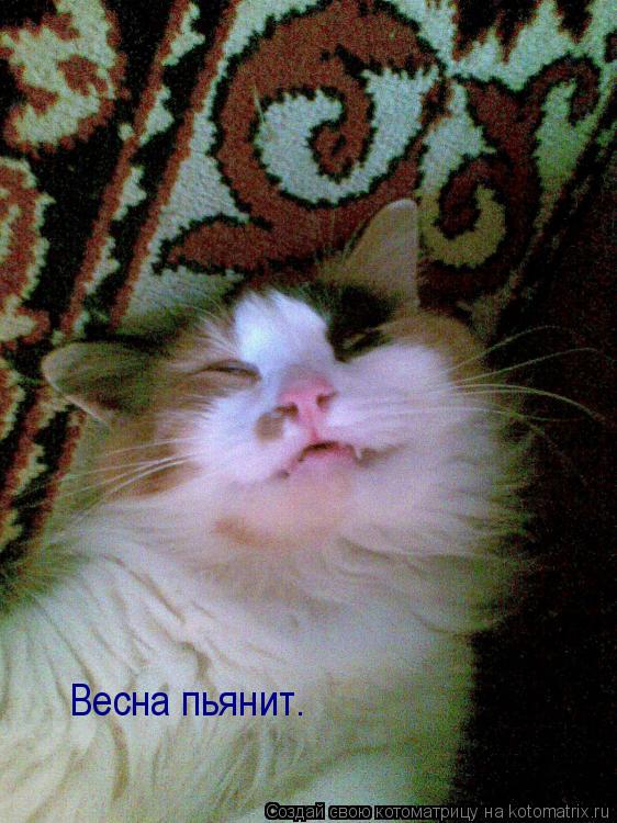 Весна пьянит.... Котоматрица: Весна пьянит.