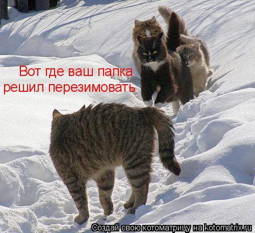 Вот где ваш папка решил перезимовать... Котоматрица: Вот где ваш папка решил перезимовать