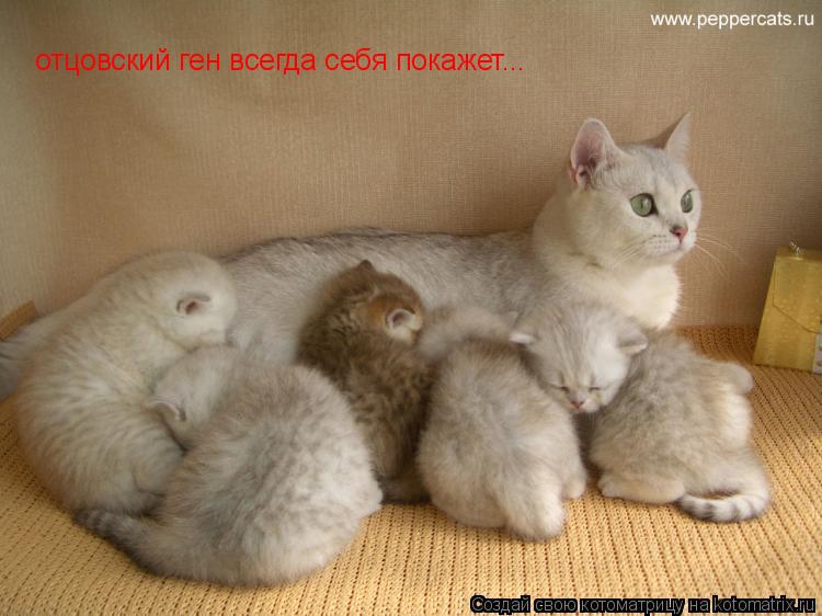 отцовский ген всегда себя покажет...... Котоматрица: отцовский ген всегда себя покажет...