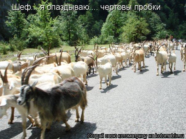 Шеф... я опаздываю.... чертовы пробки... Котоматрица: Шеф... я опаздываю.... чертовы пробки