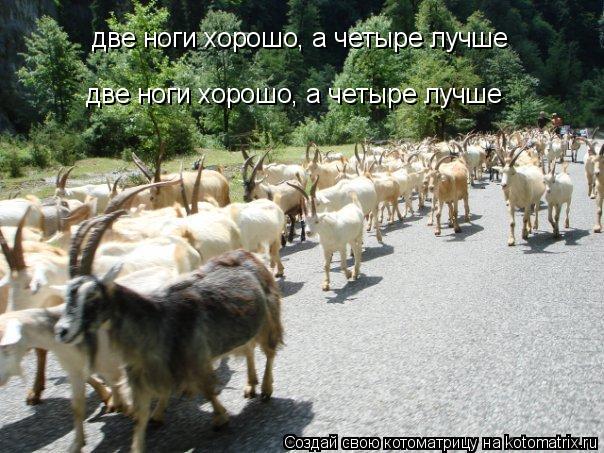 две ноги хорошо, а четыре лучше две ноги хорошо, а четыре лучше... Котоматрица: две ноги хорошо, а четыре лучше две ноги хорошо, а четыре лучше