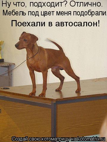 Ну что, подходит? Отлично. Мебель под цвет меня подобрали. Поехали в автосалон!... Котоматрица: Ну что, подходит? Отлично. Мебель под цвет меня подобрали. Поехали в автосалон!