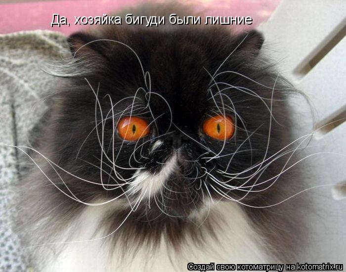 Да, хозяйка бигуди были лишние... Котоматрица: Да, хозяйка бигуди были лишние