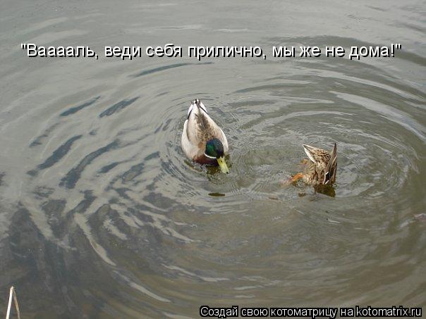 "Вааааль, веди себя прилично, мы же не дома!"... Котоматрица: "Вааааль, веди себя прилично, мы же не дома!"