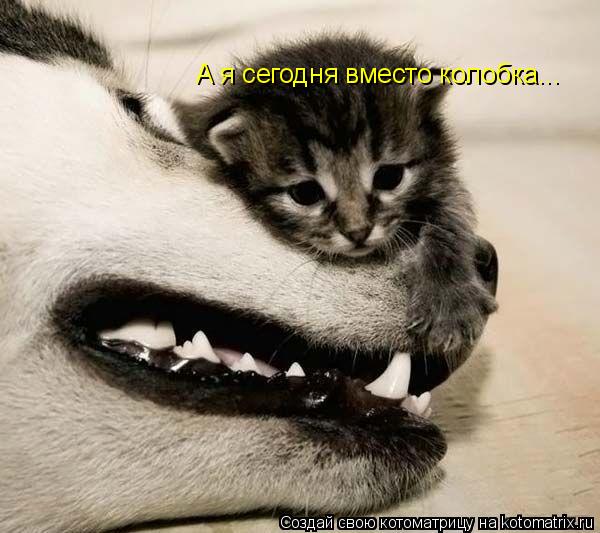 А я сегодня вместо колобка...... Котоматрица: А я сегодня вместо колобка...