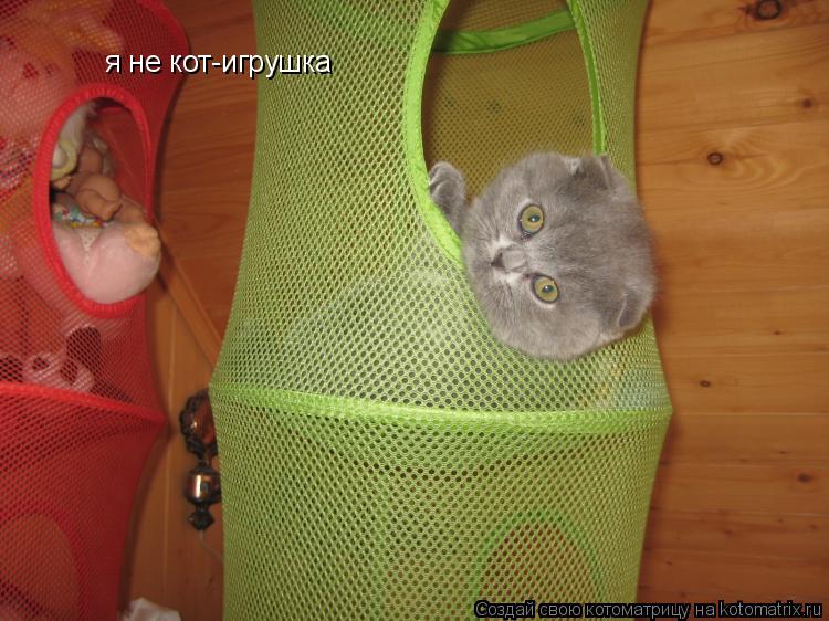 я не кот-игрушка... Котоматрица: я не кот-игрушка