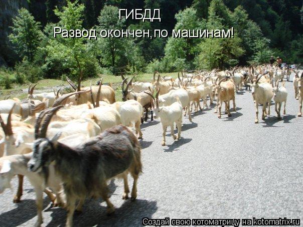 ГИБДД Развод окончен,по машинам!... Котоматрица: ГИБДД Развод окончен,по машинам!