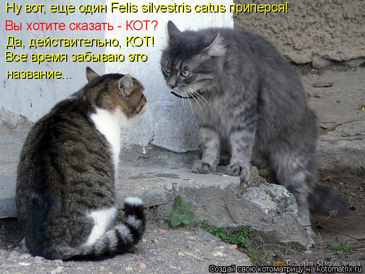 Ну вот, еще один Felis silvestris catus приперся! Да, действительно, КОТ! Все время забываю это назв... Котоматрица: Ну вот, еще один Felis silvestris catus приперся! Да, действительно, КОТ! Все время забываю это название... Вы хотите сказать - КОТ?