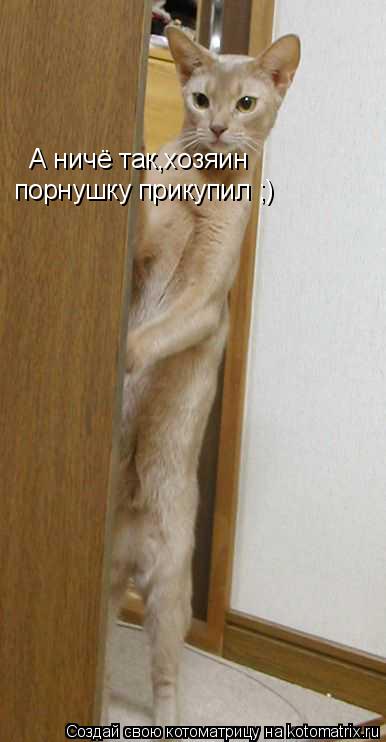 А ничё так,хозяин порнушку прикупил ;)... Котоматрица: А ничё так,хозяин порнушку прикупил ;)