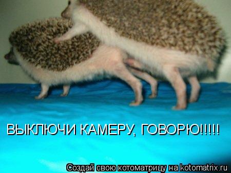 ВЫКЛЮЧИ КАМЕРУ, ГОВОРЮ!!!!!... Котоматрица: ВЫКЛЮЧИ КАМЕРУ, ГОВОРЮ!!!!!