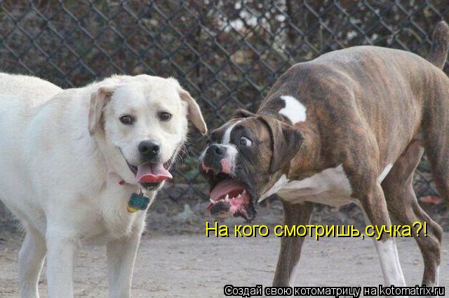 На кого смотришь,сучка?!... Котоматрица: На кого смотришь,сучка?!