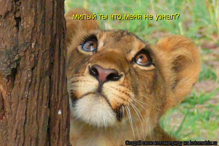 милый ты что,меня не узнал?... Котоматрица: милый ты что,меня не узнал?