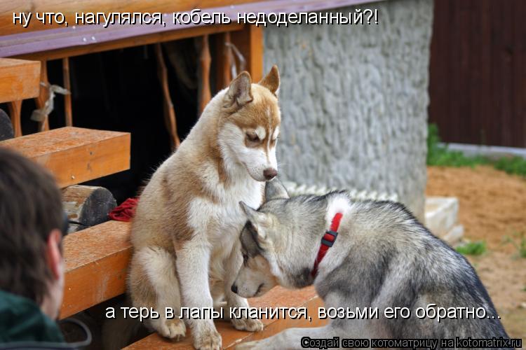 ну что, нагулялся, кобель недоделанный?! а терь в лапы кланится, возьми его обратно...... Котоматрица: ну что, нагулялся, кобель недоделанный?! а терь в лапы кланится, возьми его обратно...